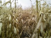 Inside a cornfield in the fall.